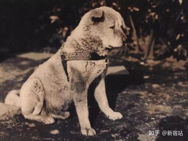 像《导盲犬小q》为中年失明的渡边先生服务,经过一番磨合后终于成为