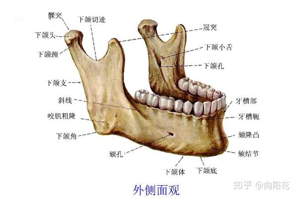 "磨截"联合打造小v脸