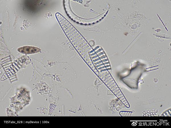 blog | 显微镜相机如何揭示海洋生物学的秘密