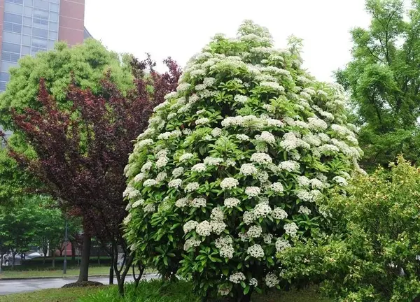 石楠花闻起来有精液的味道,为什么很多学校种石楠花?