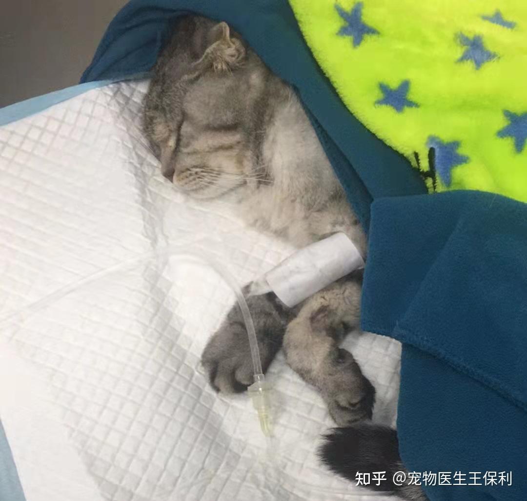 猫腹水怎么引起的有什么症状怎么治疗