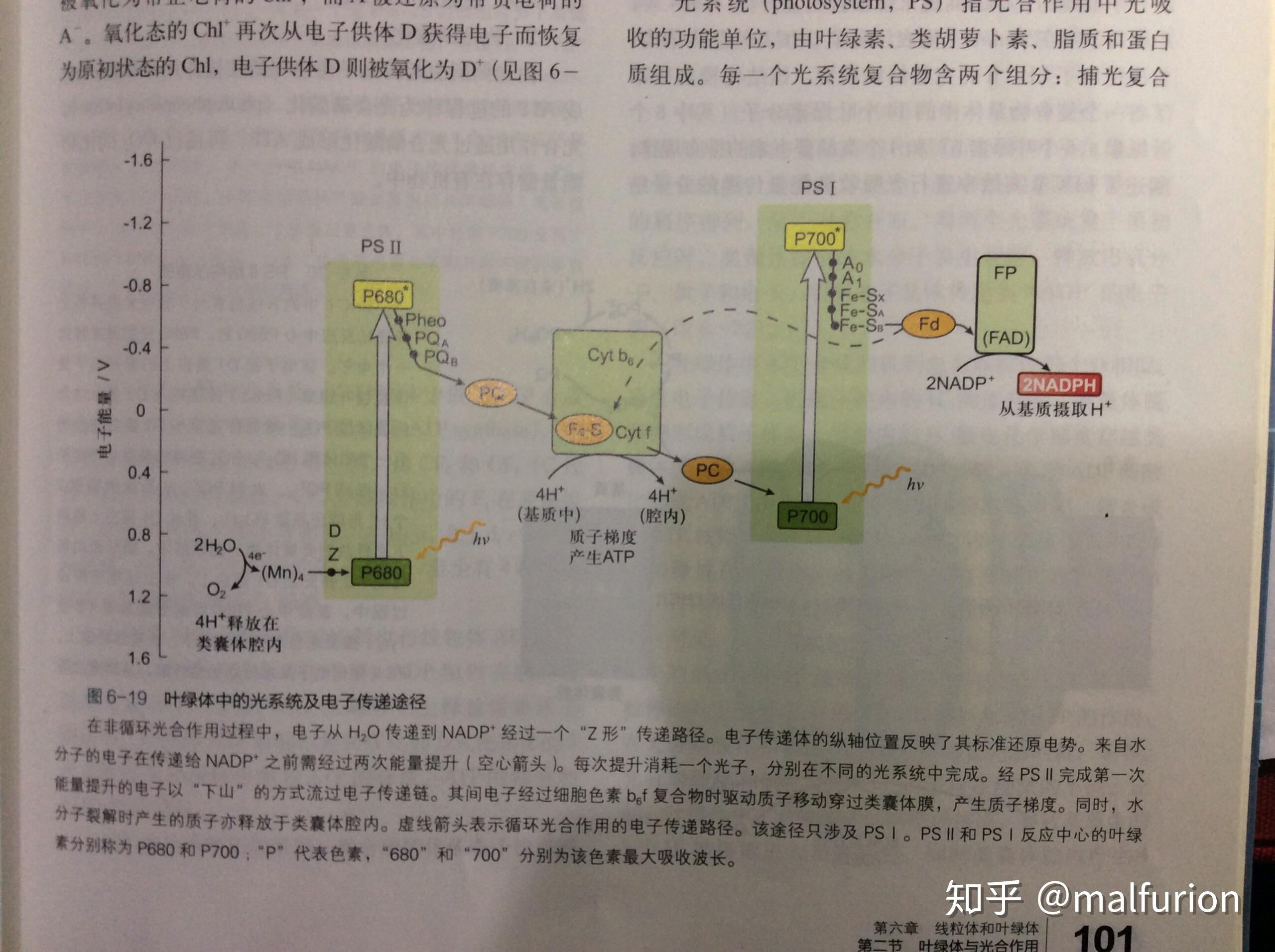 光合作用以及呼吸作用电子传递链本质上有什么区别nadph与nadh在结构