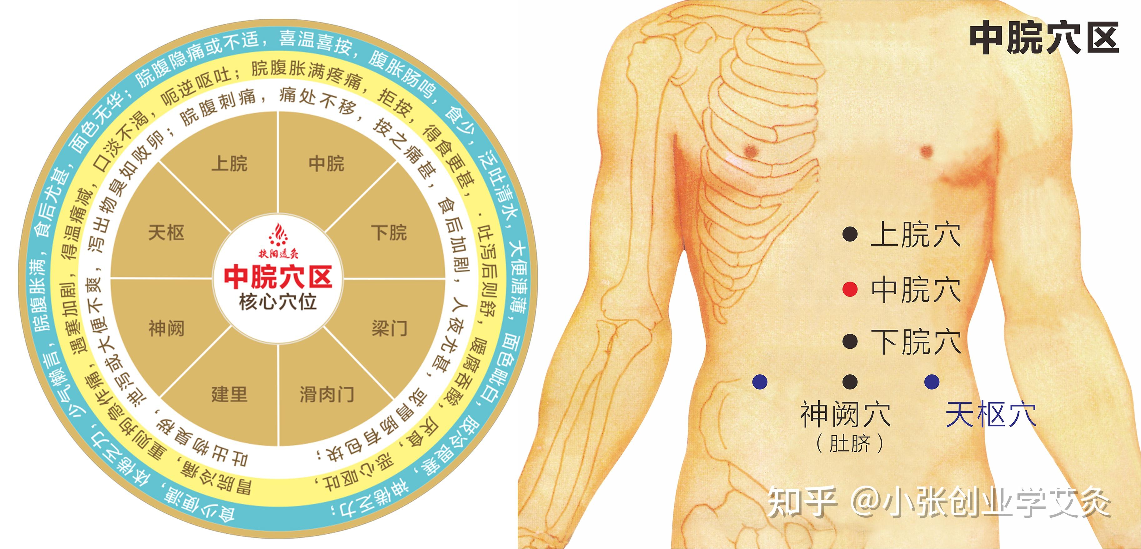 (中脘穴区 中脘穴,神阙穴取穴参考)(涌泉穴区 三阴交,太溪穴取穴参考)