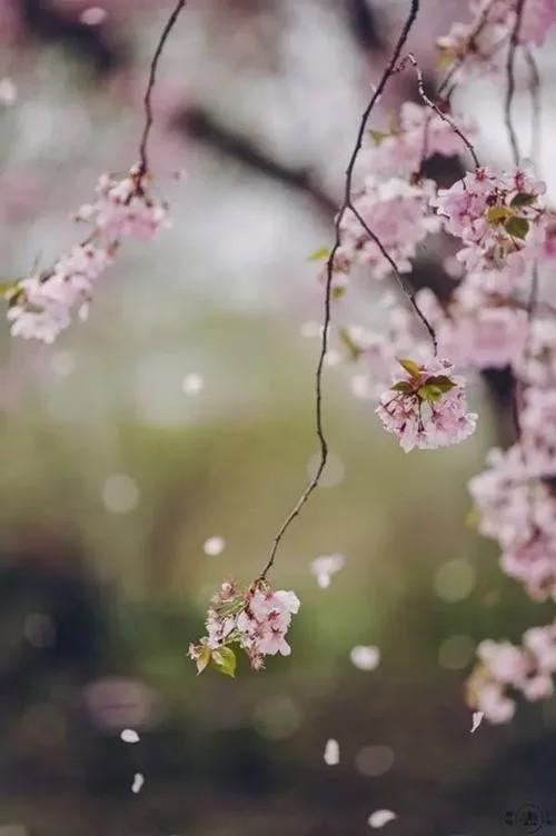 "杏花春雨"出自哪一首诗?如何成为描写江南风光的佳句