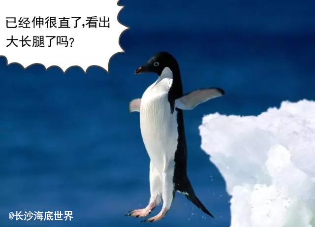 不敢相信原来企鹅竟是大长腿