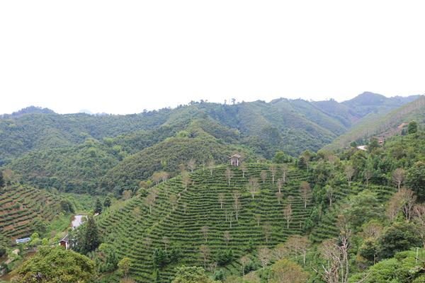 直到上世纪90年代之后,六堡镇茶园荒废,广西桂青种茶树退化,大量种植