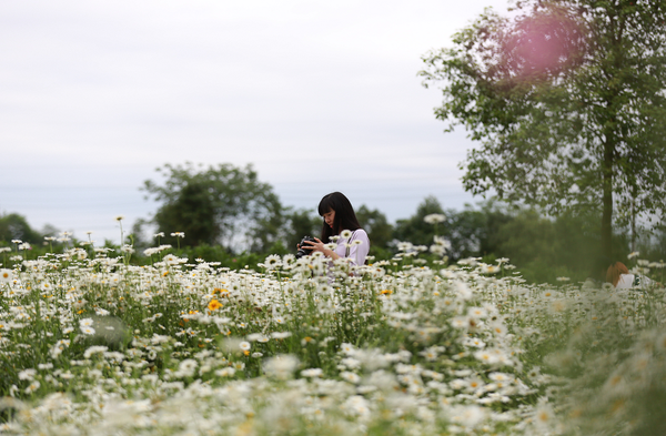 雏菊安徒生童话 zhuanlan.zhihu.com