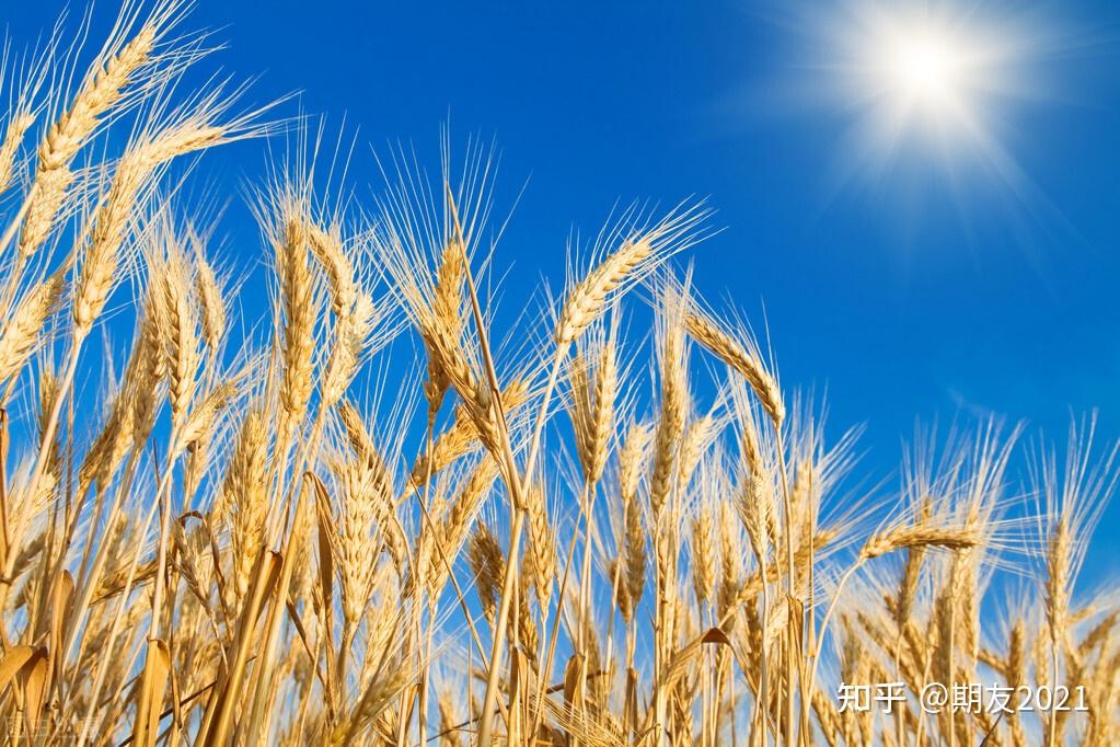 你了解小麦吗小麦的生产成本和消费情况是什么