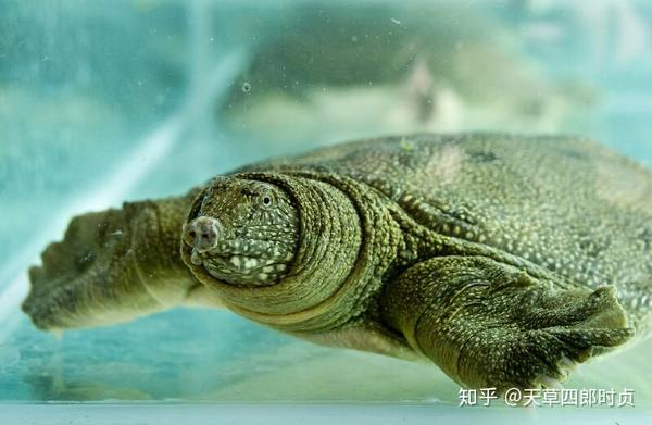 但是也有鼋这种能长到100多公斤的大个体,会比其他种类的鳖活的久一些