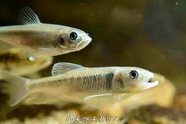 中华细鲫  aphyocypris chinensis 15.