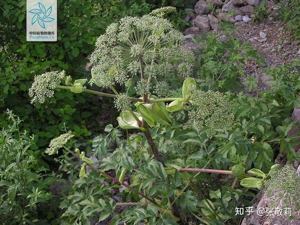 白芷 angelica dahurica,高大粗壮,复伞形花序下方有形似宽大"水瓢"的