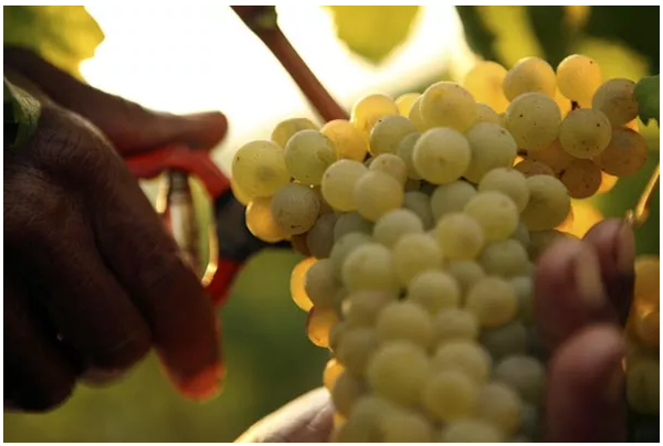 灰皮诺pinot gris