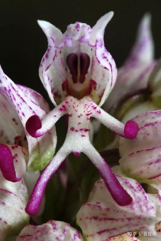 世界上30种罕见怪花你绝对没见过
