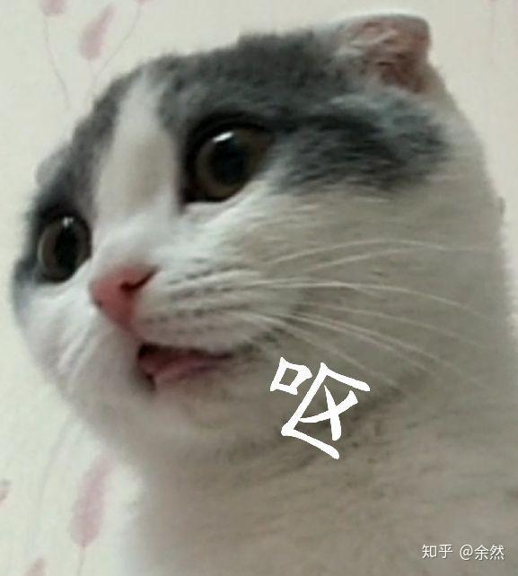 一只猫能可爱到什么程度?