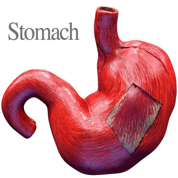 人体3d结构1-胃部