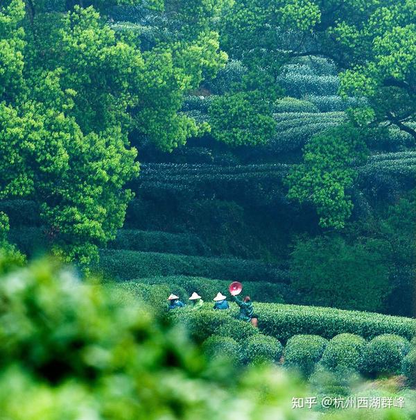 杭州西湖龙井茶园风光