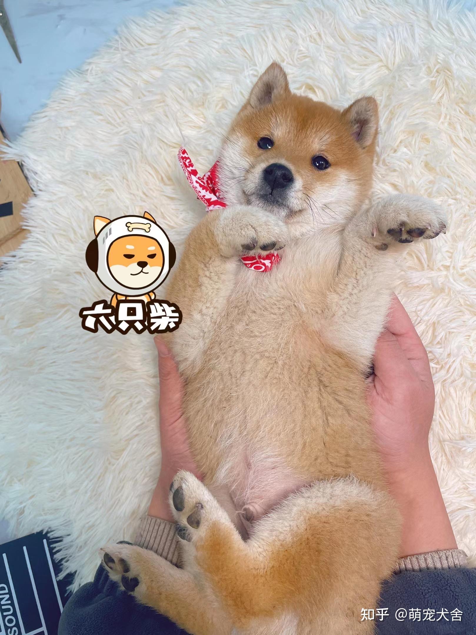 一:小柴犬的嘴型要扁,像小鸭子的嘴巴一样,这样长大以后才会更加漂亮.