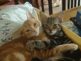 图自:cat-gifs