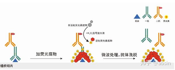 多重荧光免疫组化的染色