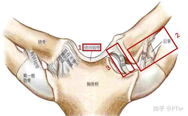 joint胸锁关节(下称sc关节)是一个复杂的关节,它包括锁骨的内侧头