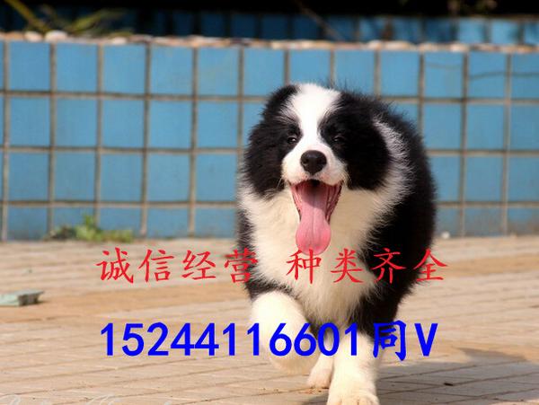 边牧犬价格边境牧羊犬价位