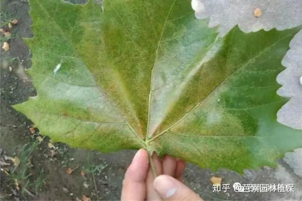 夏天法桐叶片发黄似火烧,究竟是什么害虫在危害?又该如何防治?