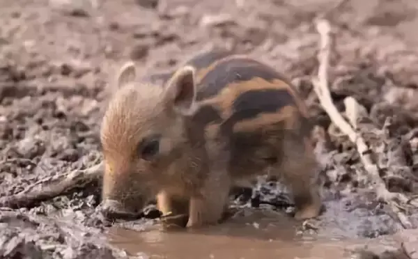 概念中的生肖猪 特别是小野猪真是超可爱 日语把野猪崽叫做「うり坊」