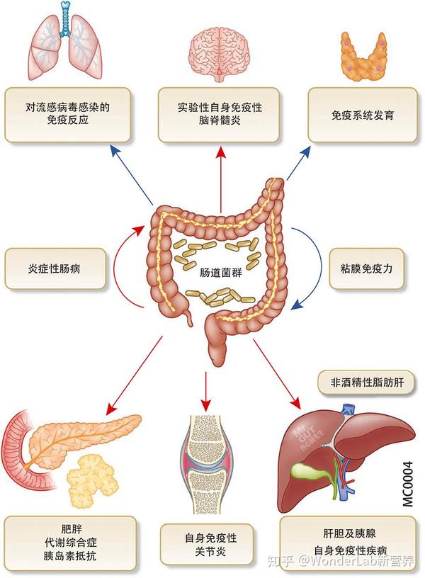 80%是从肠道排出的,当肠道排污受阻,滞留的有害物有可能被重新吸收