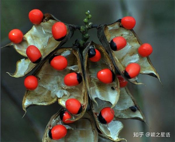 晶莹剔透美如珊瑚的红豆,是王维笔下的相思豆吗,能吃吗