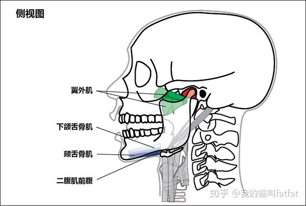 关闭下巴的主要肌肉包括咬肌(masseter),颞肌(temporalis)和翼内肌