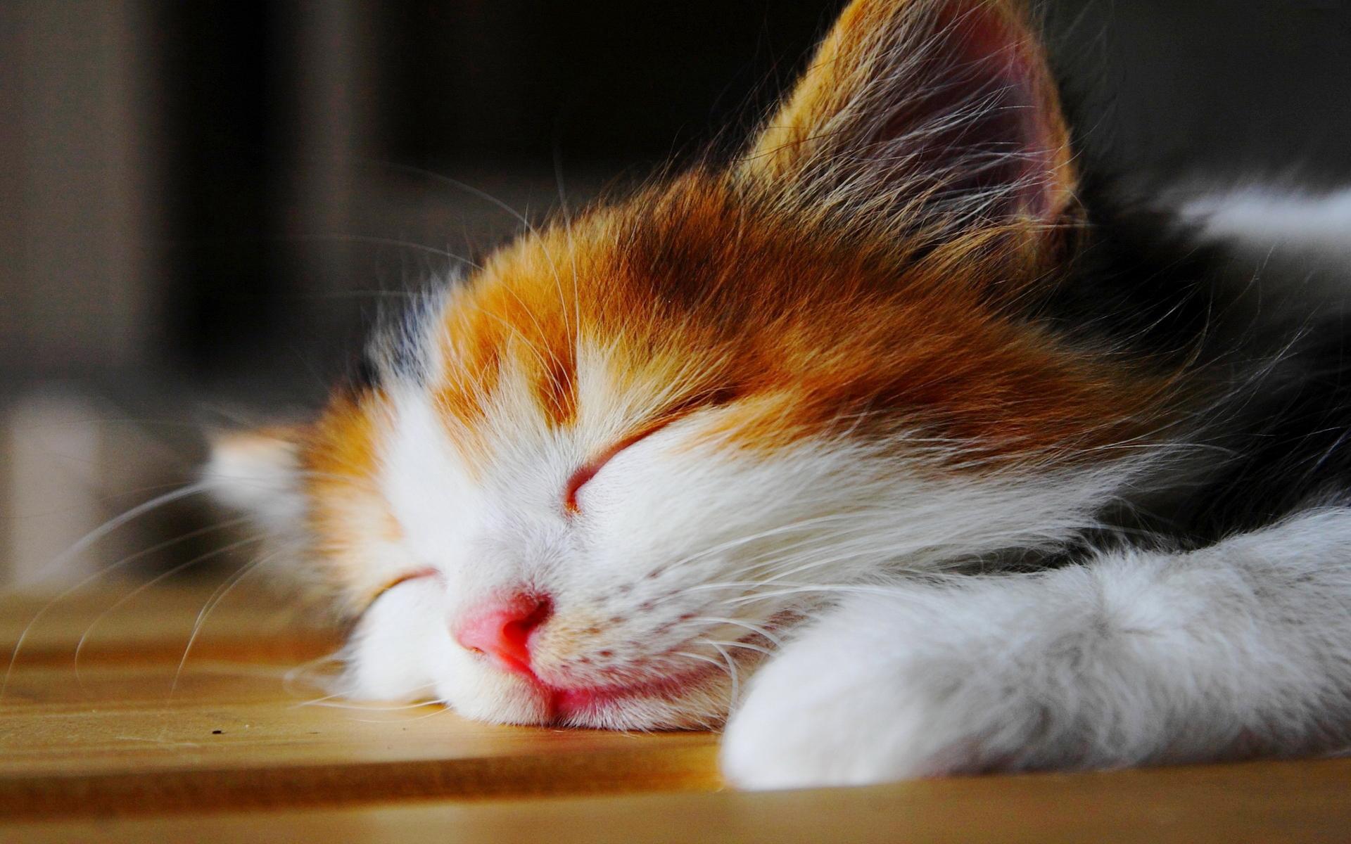 壁纸 动物 猫 猫咪 小猫 桌面 1920_1200图片