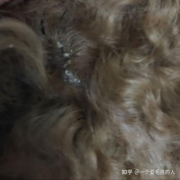狗狗身上有白色的结痂皮屑