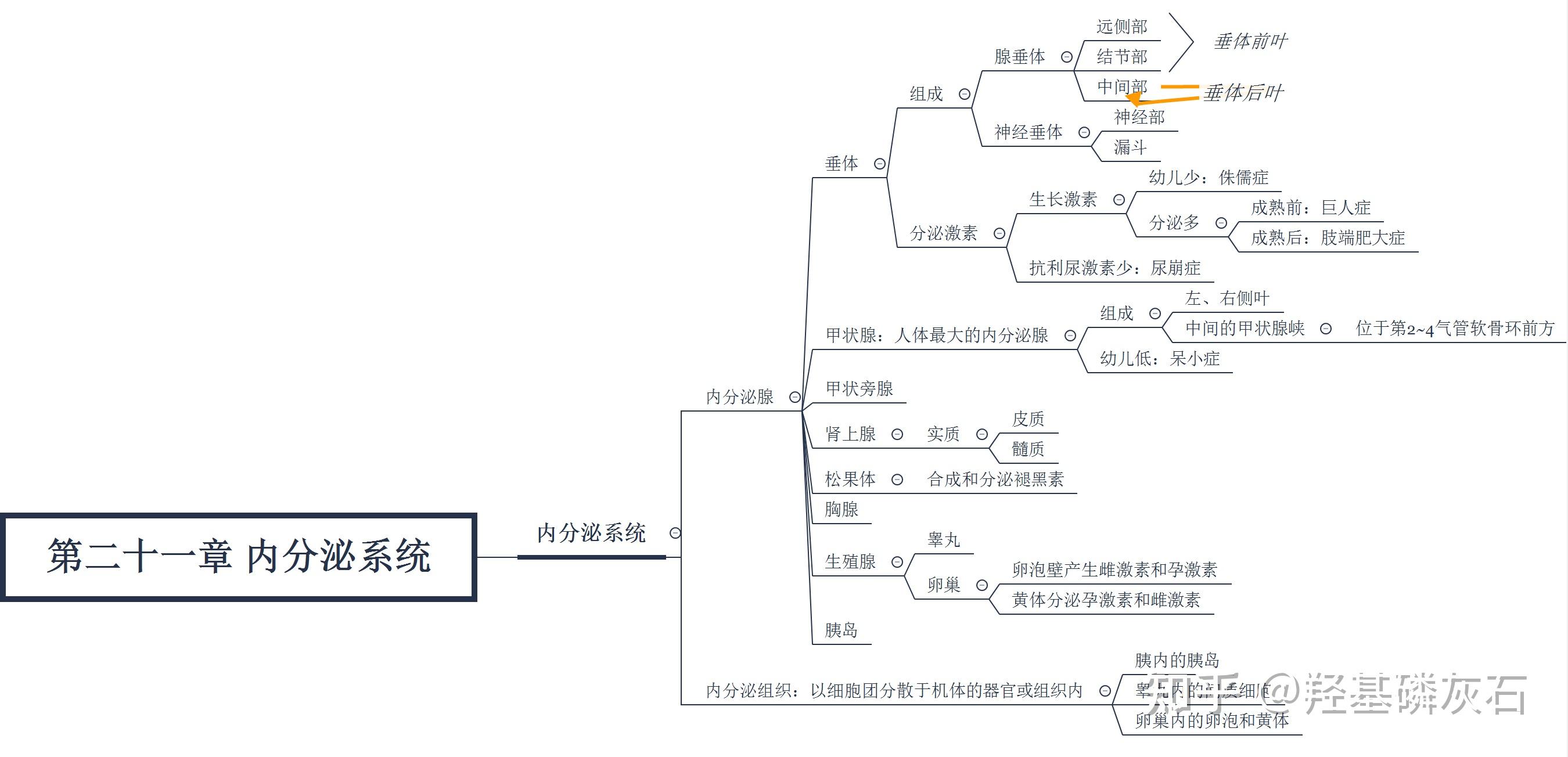 系统解剖学 第二十一章 内分泌系统思维导图 知乎