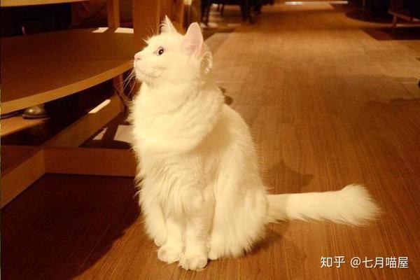 狮子猫田园猫中的颜值担当