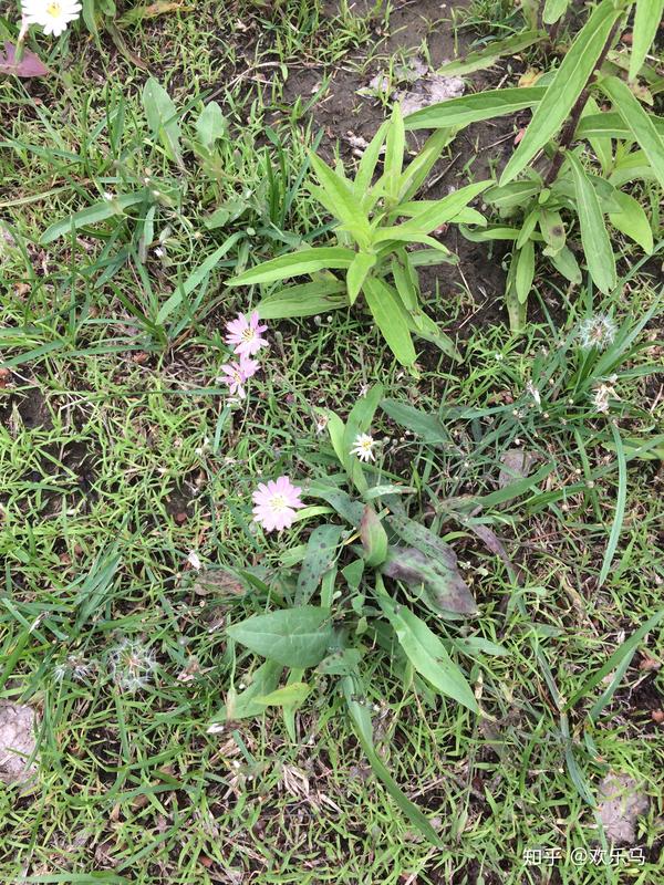 大庆野地植物13中华苦荬菜