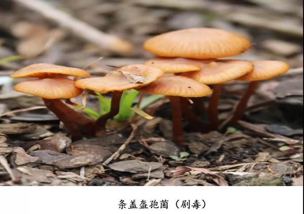 该菌与老百姓俗称的草鸡枞,茅草菌,芝麻菌,伞把菇等蘑菇外观非常相似