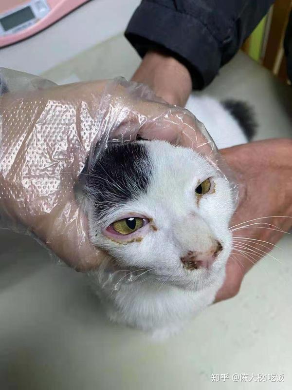 本病是由猫疱疹病毒i型引起的猫的一种急性,高度接触性上呼吸道疾病