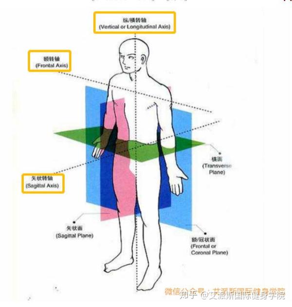 水平面:垂直人体纵轴与地面平行的切面.此面将人体分为上下两部分.