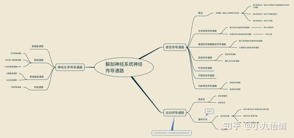 系统解剖学思维导图22神经系统神经传导通路