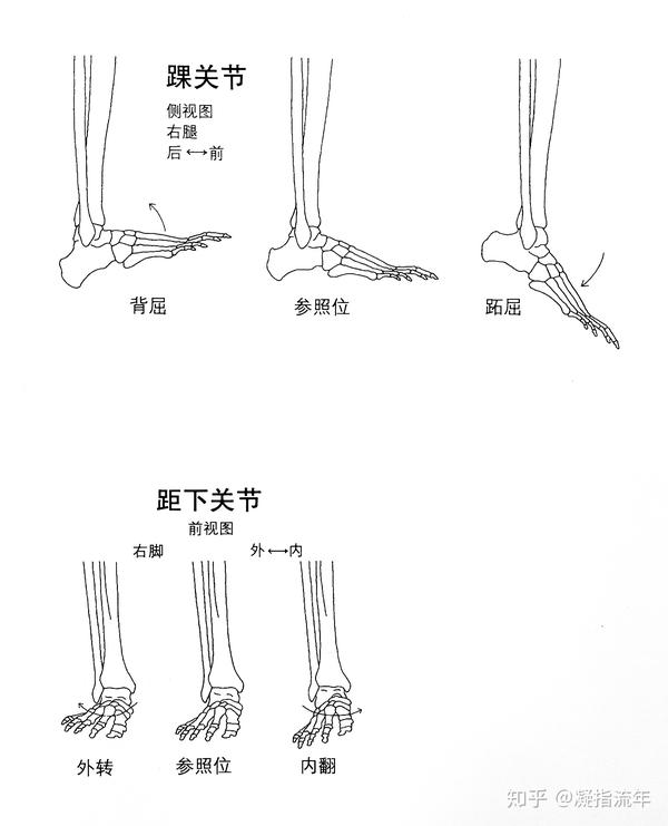 跖骨和趾骨之间的 跖趾关节属于椭圆关节,可做屈曲,伸展,外展和内收