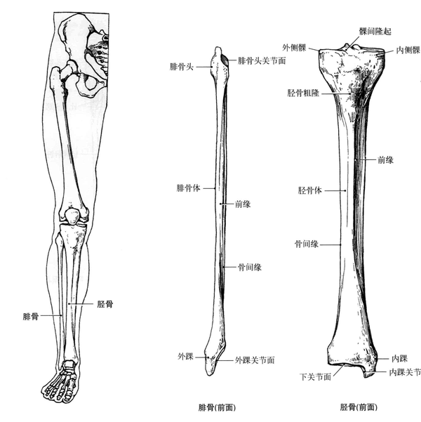 腓骨位于小腿外侧,胫骨外后方,细长,分为两端和一体.