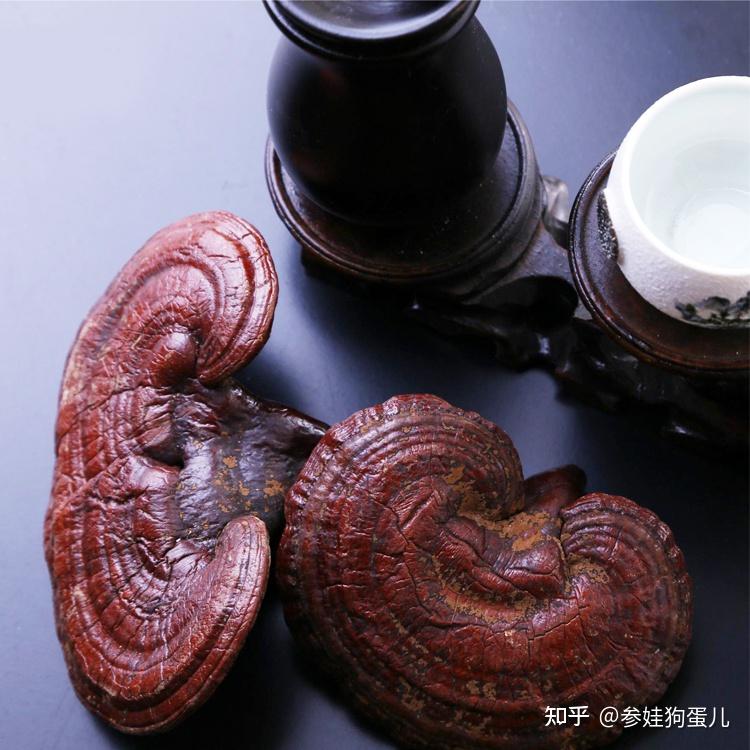 这个长的像灵芝的菌类是什么?
