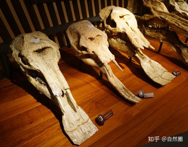 上海自然博物馆展出的铲齿象头骨化石