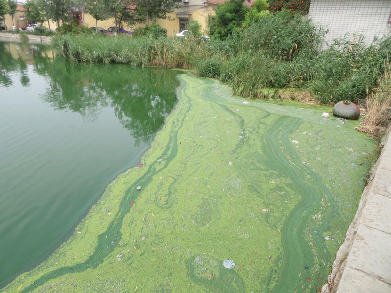 季夏时节水体蓝/绿藻该怎样攻克?