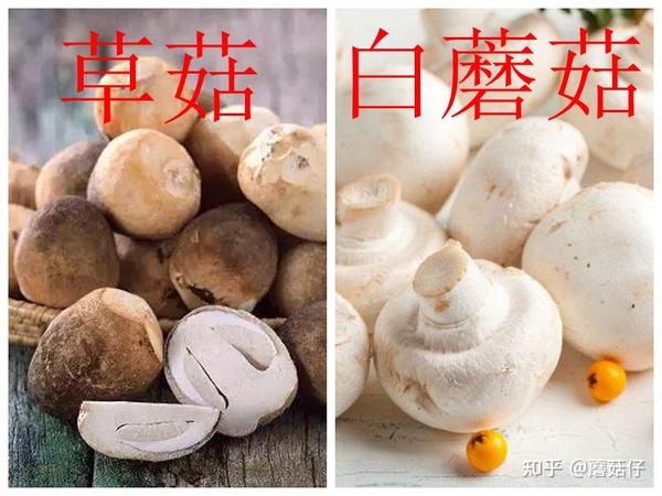 草菇和白蘑菇是一样的吗当然不