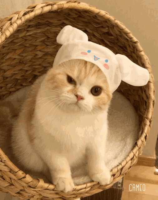 动物 狗 狗狗 猫 猫咪 小猫 桌面 505_640 竖版 竖屏 手机 gif 动态图