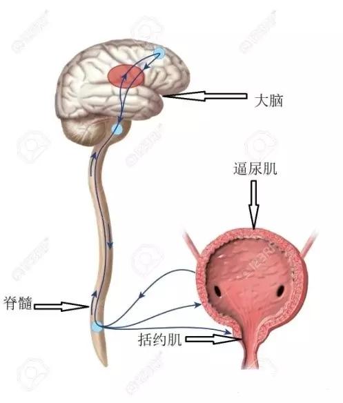 尿频尿急(膀胱过度活动症)药物要吃多久?