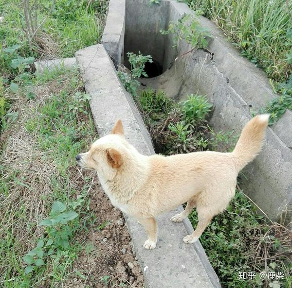 中华田园犬的颜值可以多高