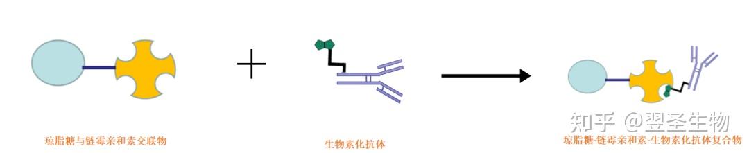 链霉亲和素及其衍生物 知乎