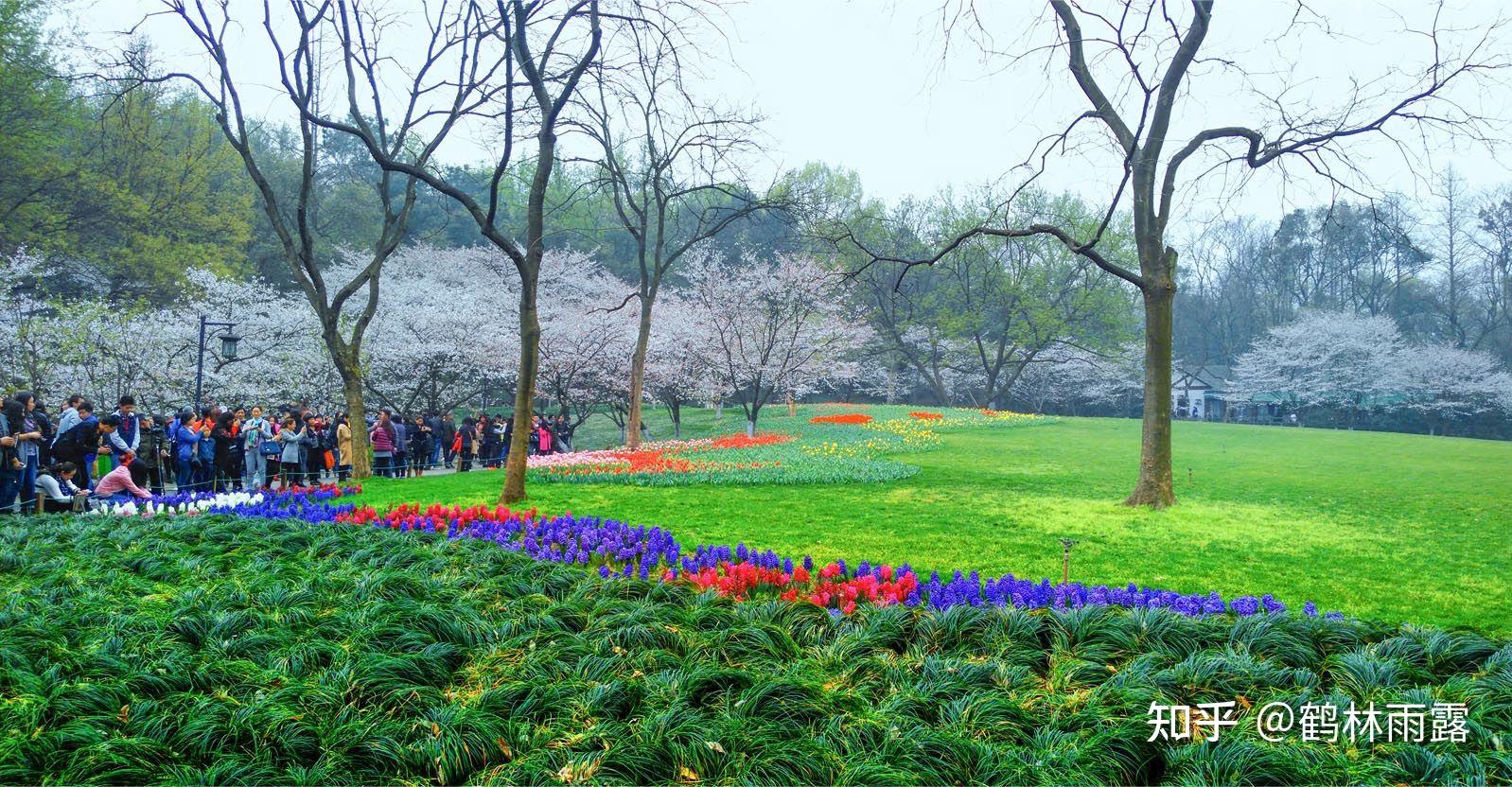 江南最美的樱花郁金香圣地杭州太子湾公园